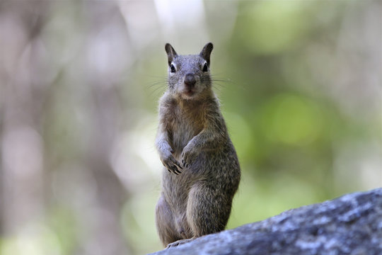 écureuil à Yosemite