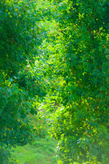 Fototapeta na wymiar green leaves tree bush outdoor. Nature texture background.