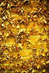 Red brick wall background and dry ivy leaves plants