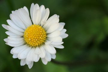 Obraz premium Daisy - Closeup