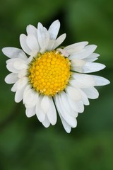 Obraz premium Daisy - Closeup