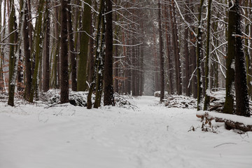Snow alley path in winter forest.
