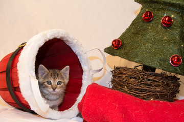 Christmas Kitten