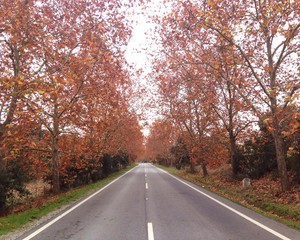 Obraz premium autumn road