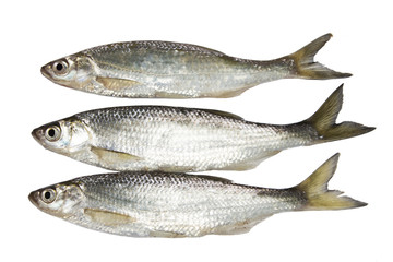 Fresh raw sardines on white background