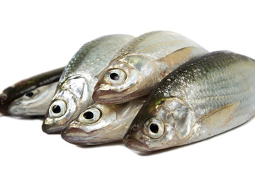 Fresh raw sardines on white background