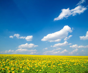 Obraz premium field of sunflowers and blue sun sky