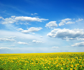 Obraz premium field of sunflowers and blue sun sky