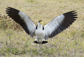 Urunga NSW, spur winged plover