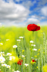 red poppy and summer wildflowers