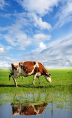 Cow on a summer pasture