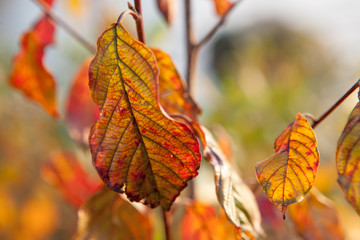 Obraz premium Leaves
