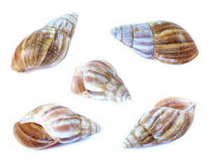 Shellfish set isolate on a white background