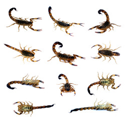 Scorpion set isolate on a white background