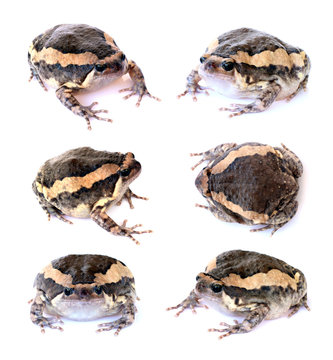 Bullfrog set isolate on a white background