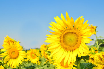 Fototapeta premium sun flower