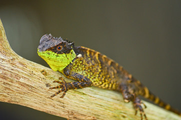 spiny lizard