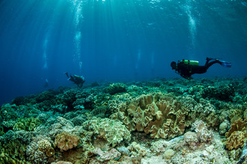 Divers and mushroom leather corals in Banda,Indonesia underwater
