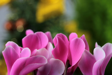 Fototapeta premium シクラメン