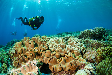 Divers and mushroom leather corals in Banda,Indonesia underwater