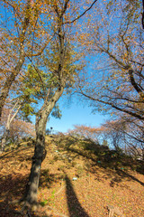 Fototapeta premium 箱根山