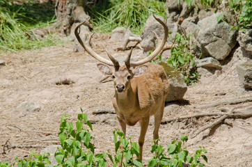 eld's deer