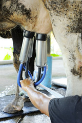 Milking cows machine