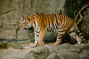 indochinese tiger