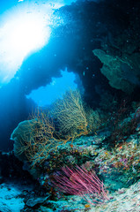 Sea fan Melithaea, sea whip Ellisella in Banda underwater