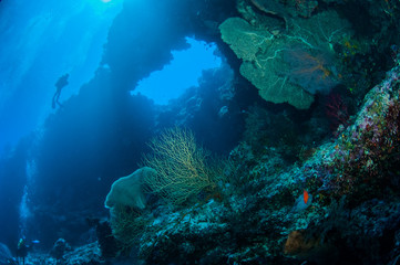 Fototapeta na wymiar Diver, sea fan Melithaea, sponge in Banda, Indonesia underwater