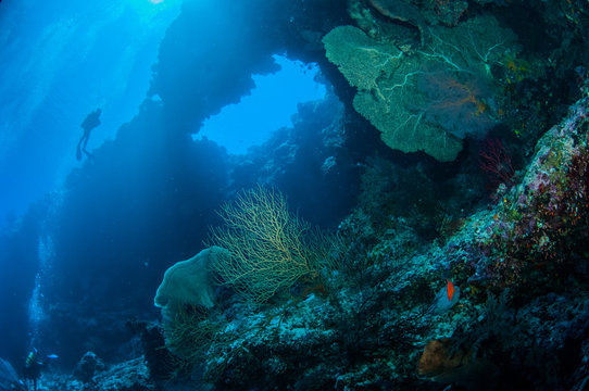 Diver, sea fan Melithaea, sponge in Banda, Indonesia underwater