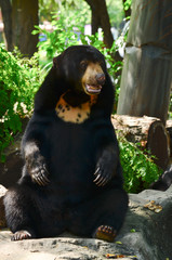 malayun sun bear