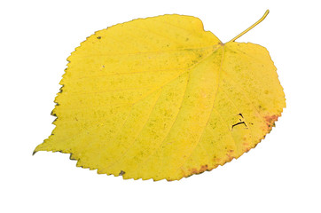 Naklejka premium poplar autumn yellow green leaf isolated