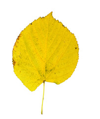 poplar autumn yellow green leaf isolated