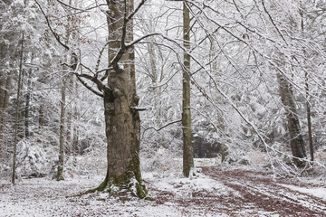 Beautiful tree in a forest during winter