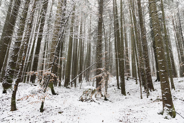 Fototapeta premium Picturesque forest during winter