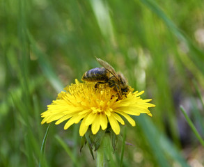 Bees collecting nectar from flower