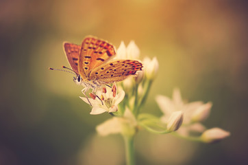 Beautiful butterfly on flower at sunset