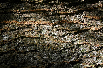 Wood bark texture
