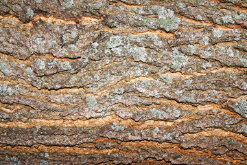 Wood bark texture