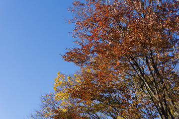 紅葉と青空