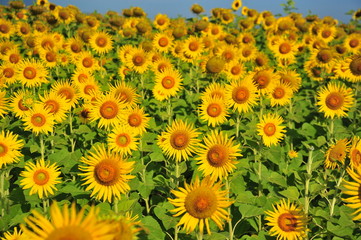 Obraz premium Sunflower Fields in Spring Season