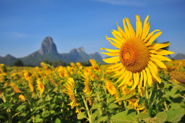 Obraz premium Sunflower Fields in Spring Season