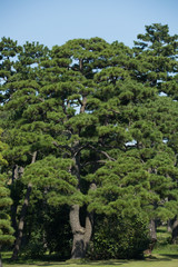 Fototapeta premium 皇居外苑の黒松並木