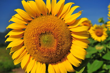 Sunflowers Head Close-Up Shot