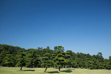 皇居外苑の黒松並木