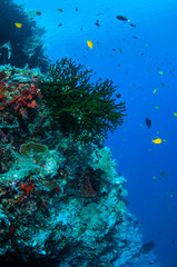 Black sun coral and reef fishes in Banda, Indonesia underwater
