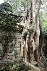 Kapokbaum im Ta Prohm Tempel