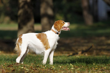 Brittany spaniel dog happily playing in park, autumn