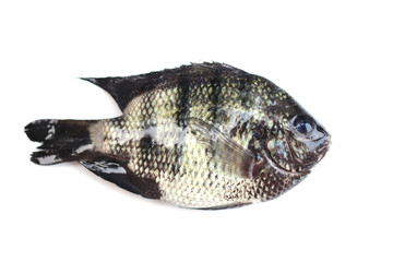 Fototapeta premium sea fish isolated.